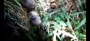 Foto: Nutria mit Schlinge um den Hals 